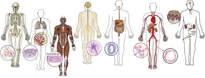 Human Body Systems Diagram