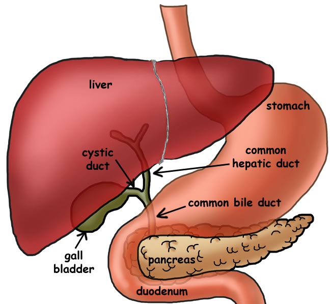 Liver and Gall Bladder