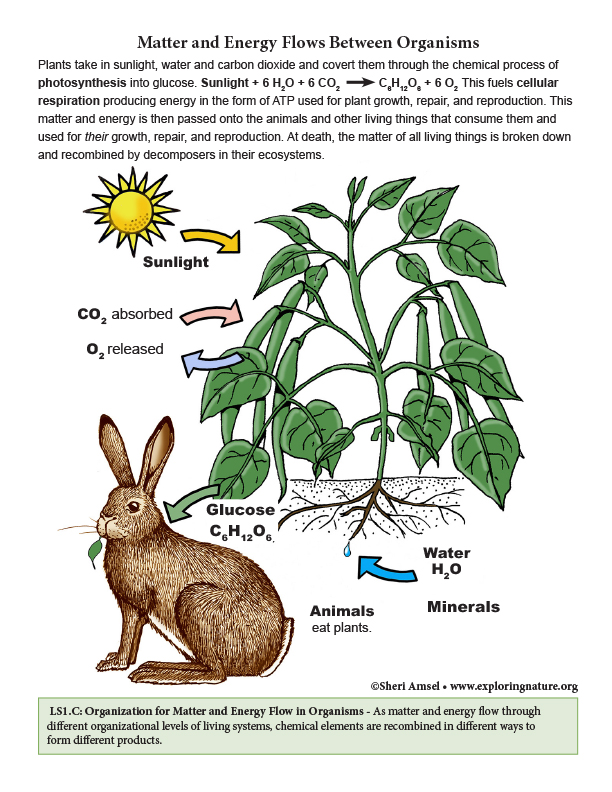 Matter and Energy Flows Between Organisms