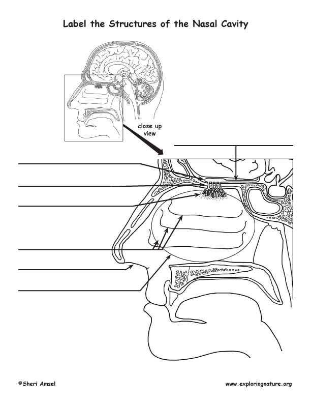 Smell and the Structures of the Nasal Cavity