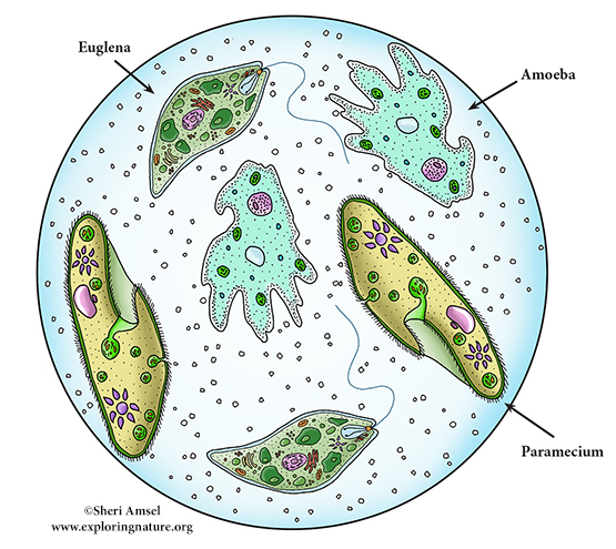 Unicellular Organisms Overview and Classification Unicellular Organisms Overview and Classification
