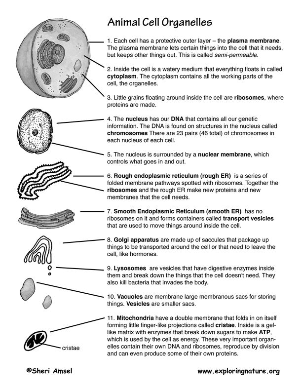 What organelles contain digestive enzymes?