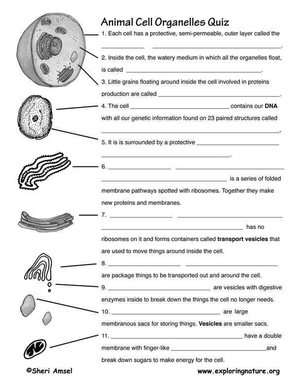 Cell Organelles