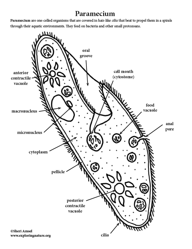 Paramecium Structure