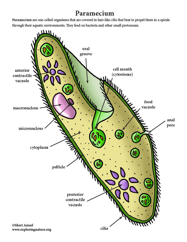 Paramecium