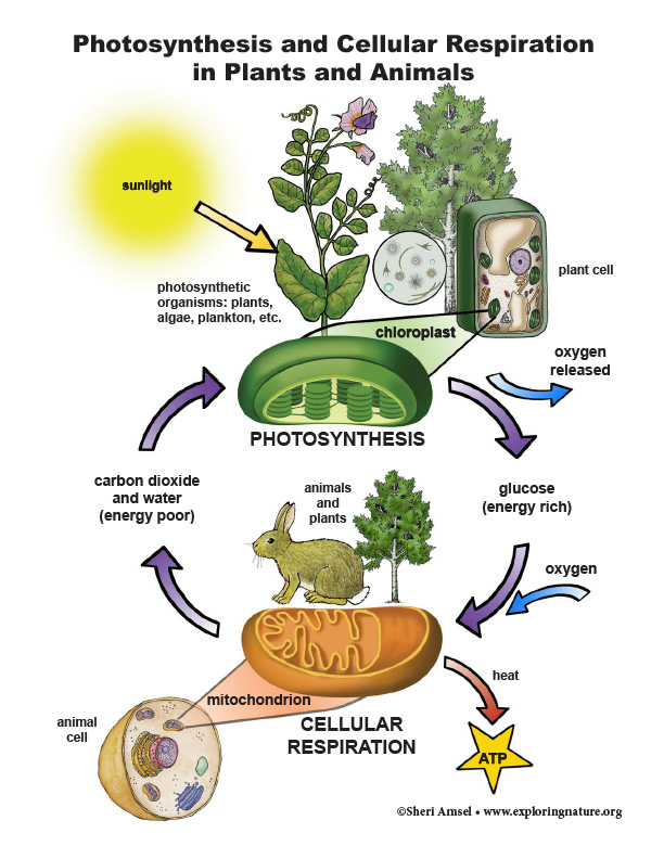 Cellular Respiration in Animals and Plants (Grade 9-12)