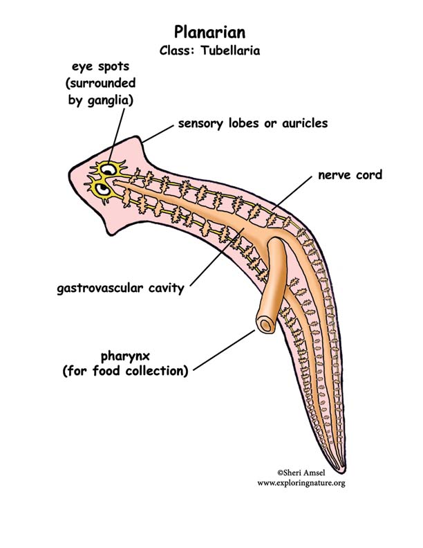 platyhelminthes diagram)