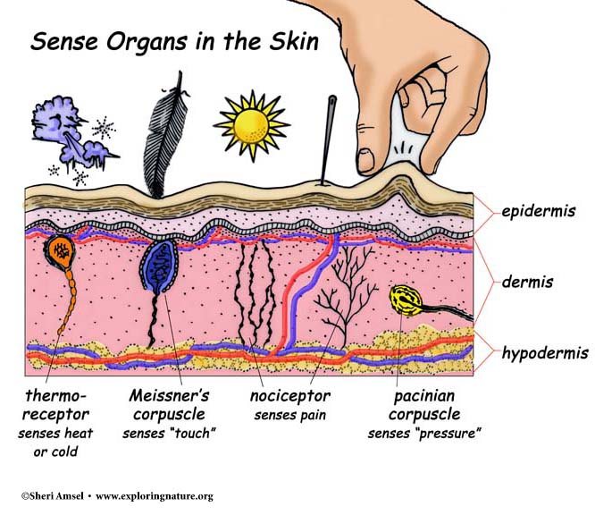 Touch and the Sensory Receptors of the Skin