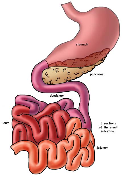 Small Intestine