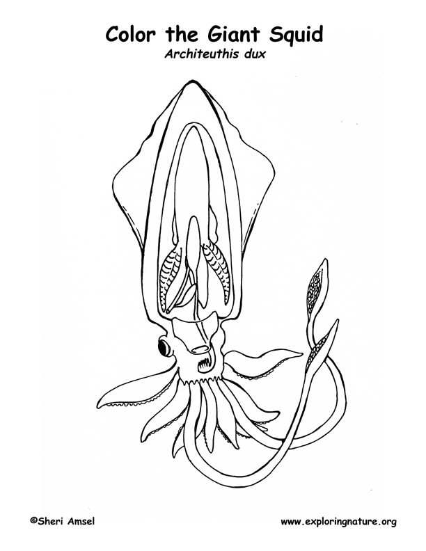 squid coloring pages