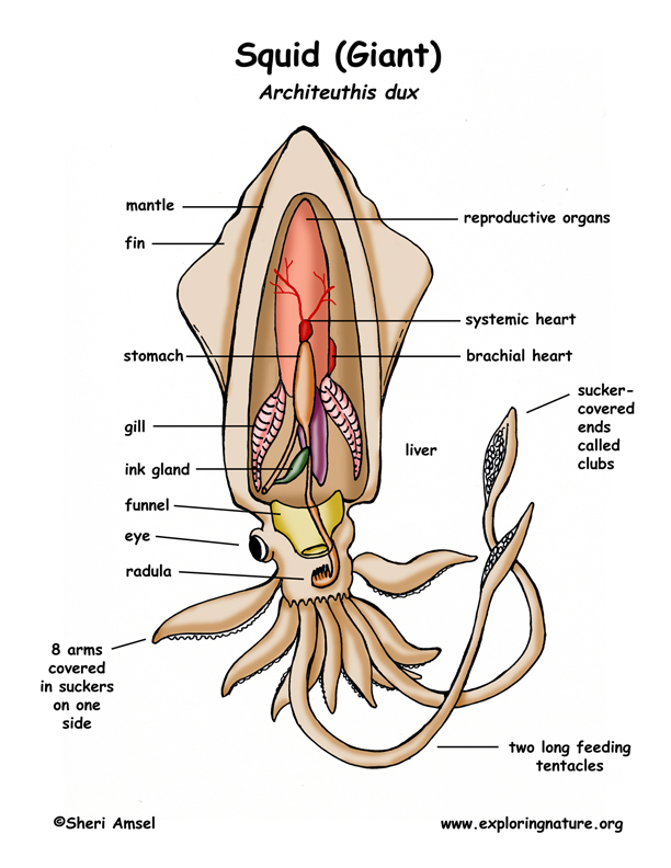 Phylum Mollusca Gastropods Bivalves Cephalopods