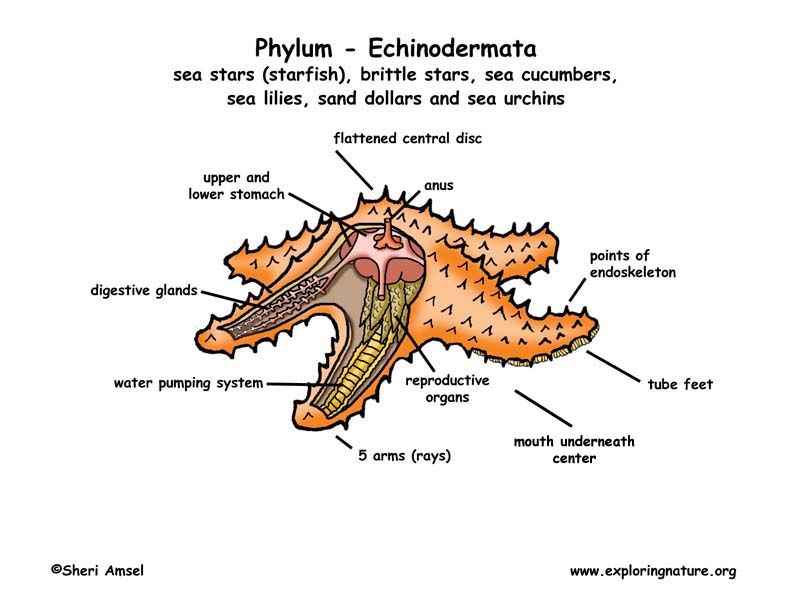 Phylum - Echinodermata (Starfish, Sand Dollars, Sea Urchins)