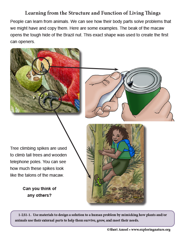 Structure and Function in the Rainforest - Reading and Diagram Structure and Function in the Rainforest - Reading and Diagram