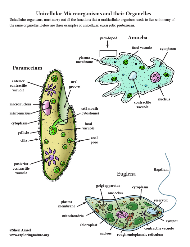  Unicellular  Microorganisms and their Organelles