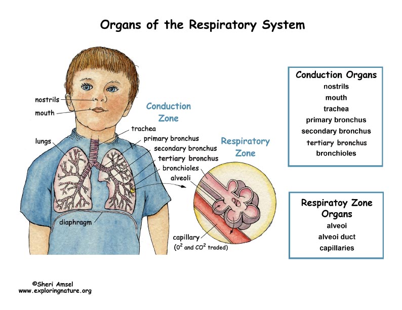 Alveoli, Alveoli ducts, Respiratory Bronchioles (Respiratory Zone)