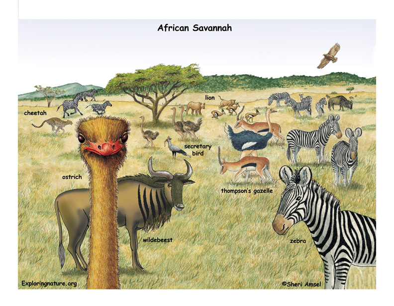 African Grassland Animals