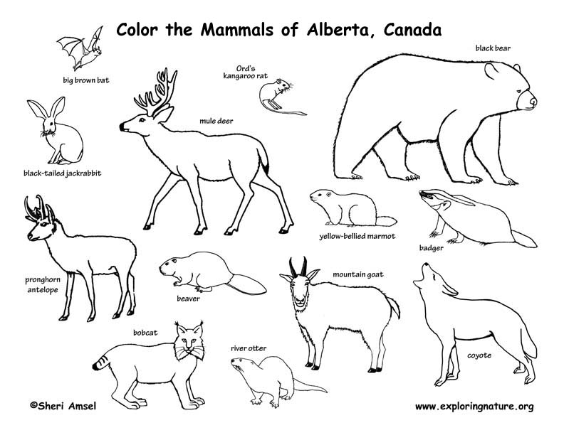 canada animals coloring pages - photo #15