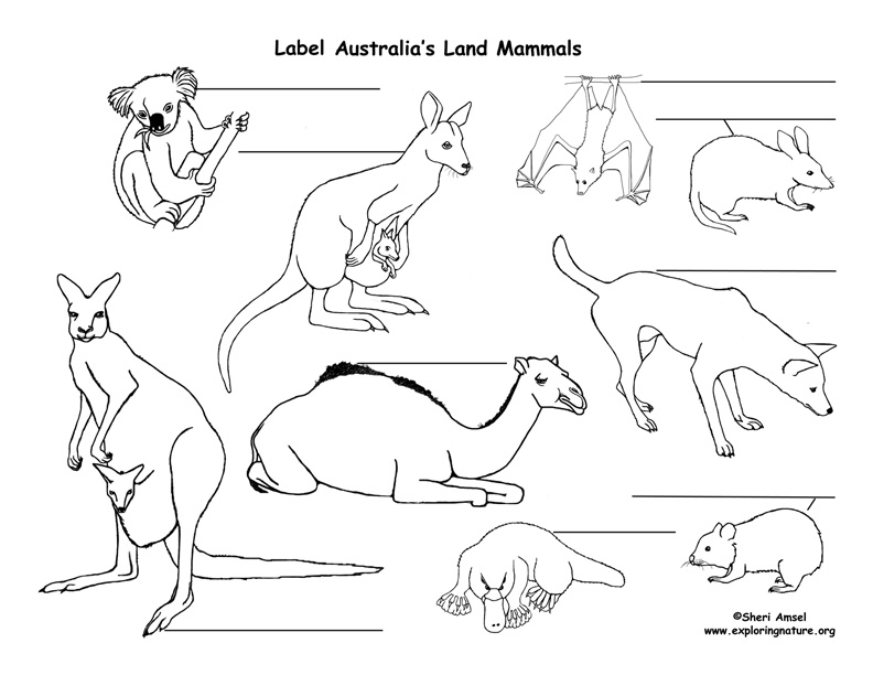Australia - Habitats, Animals and Activities