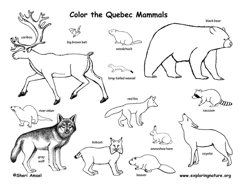 canada animals coloring pages - photo #3