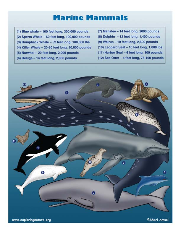 Top 101 + Mammal sea animals - Lifewithvernonhoward.com