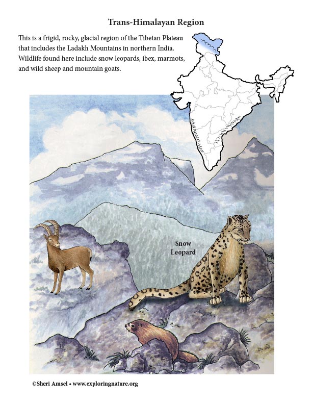 India - Habitats, Animals and Activities India - Habitats, Animals and Activities