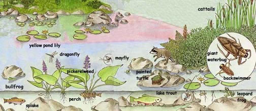 Northern Ponds & Lakes - Underwater Life Northern Ponds & Lakes - Underwater Life