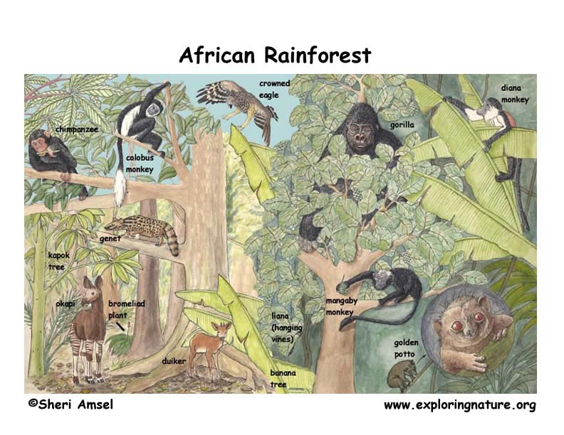 rainforest biome animals