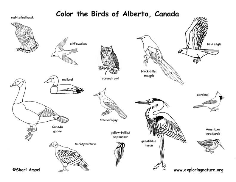 alberta coloring pages