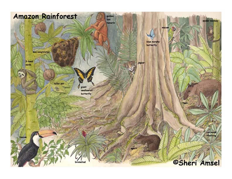 Amazon Rainforest Of South America