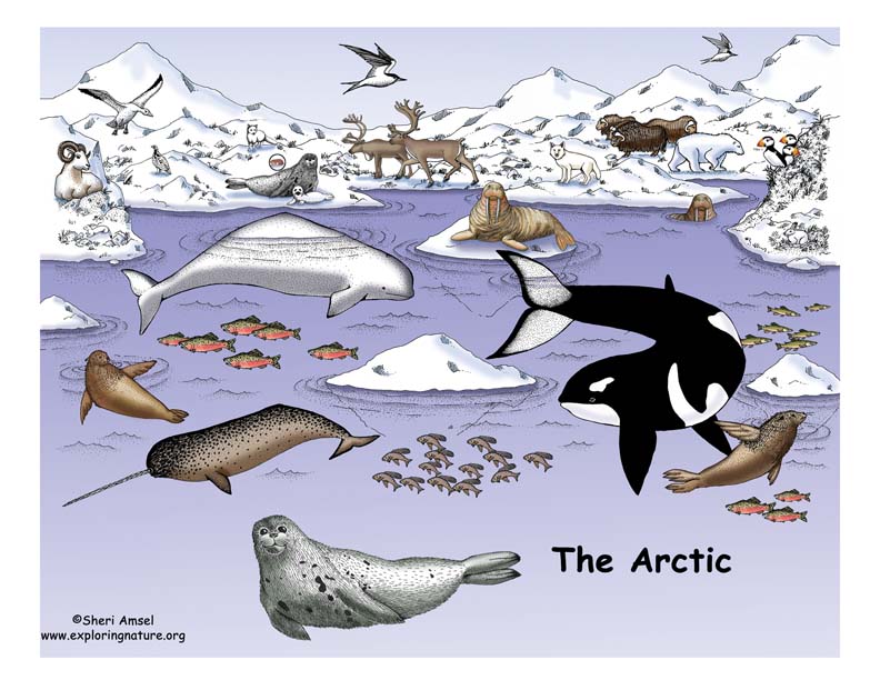 arctic ocean animals and plants