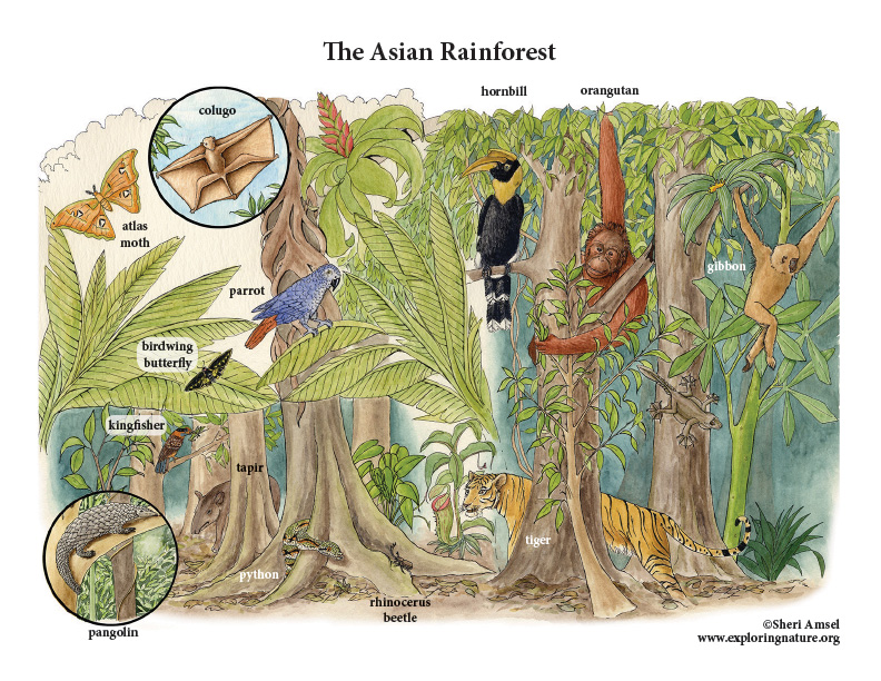 asian forest food web tiger