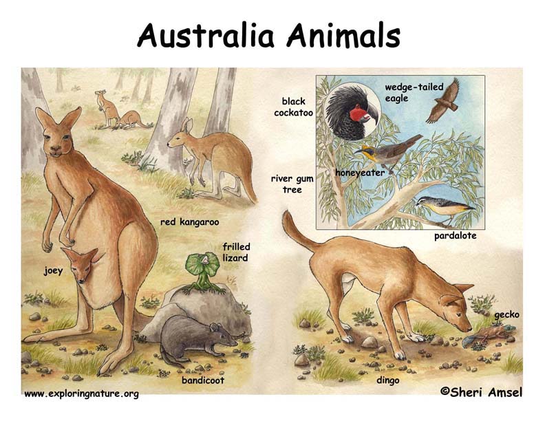 desert australian food animals chain deserts poster web animal outback birds species illustrated biomes america named aussie click licensing sized