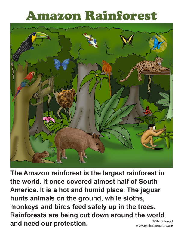 Amazon Rainforest Of South America