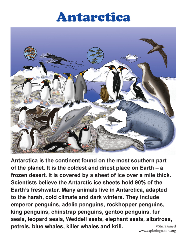 Antarctica Posters