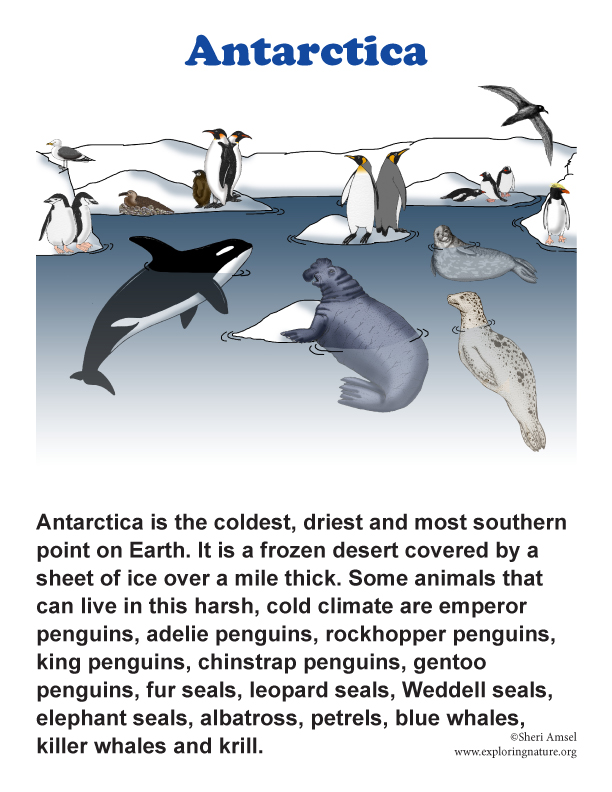 Antarctica Posters