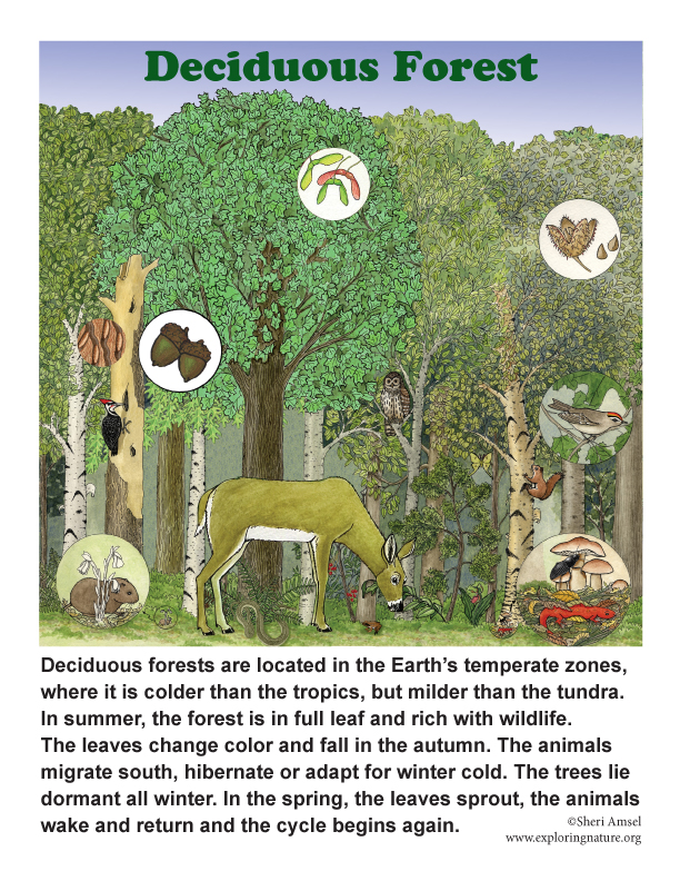 Deciduous Forests