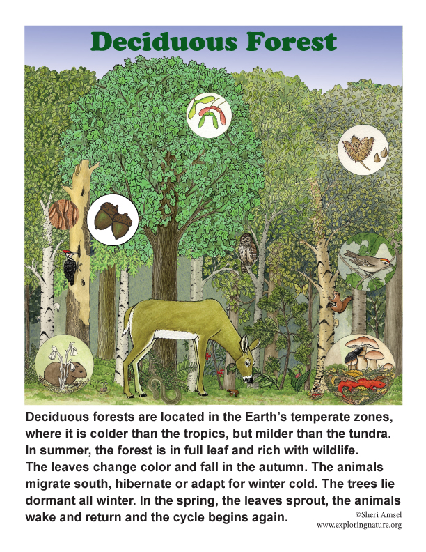 Deciduous Forests Deciduous Forests