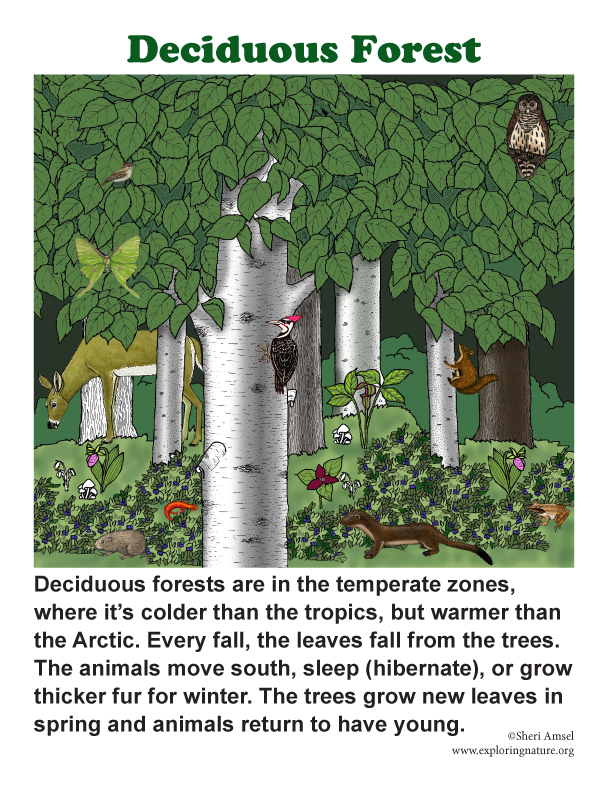 Deciduous Forests Deciduous Forests