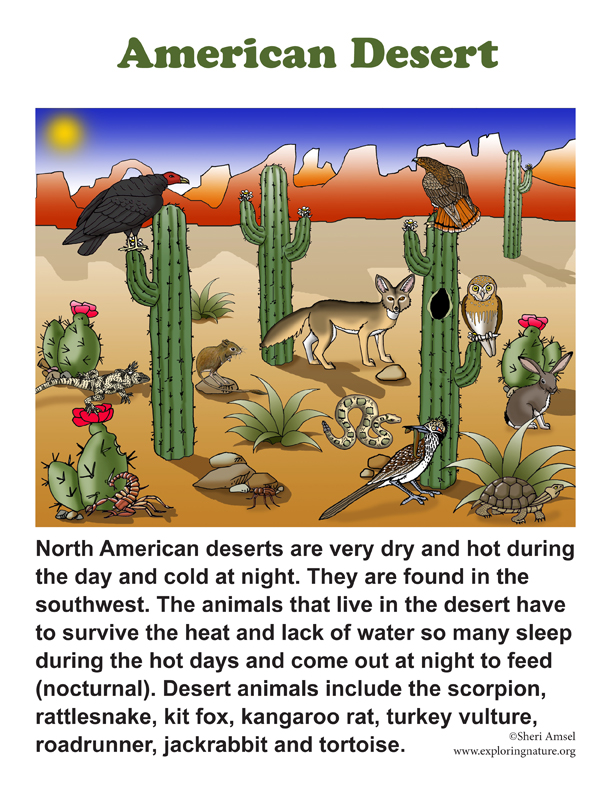 Deserts of North America - Sonoran