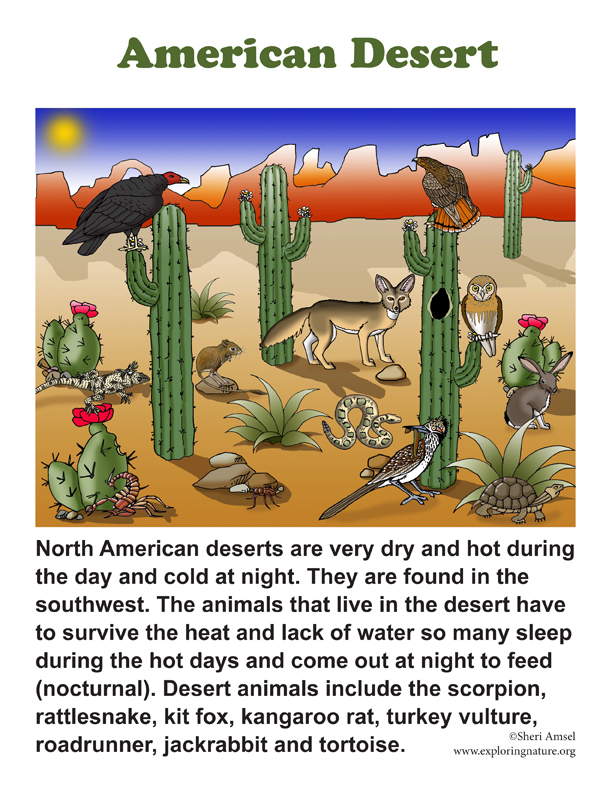 north american desert