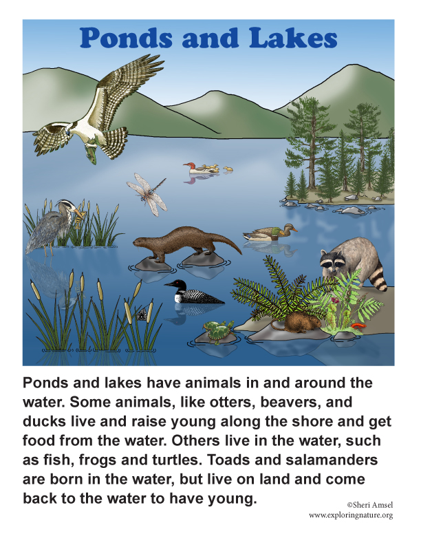 Lake Habitat Posters