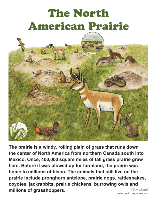 North American Prairie North American Prairie