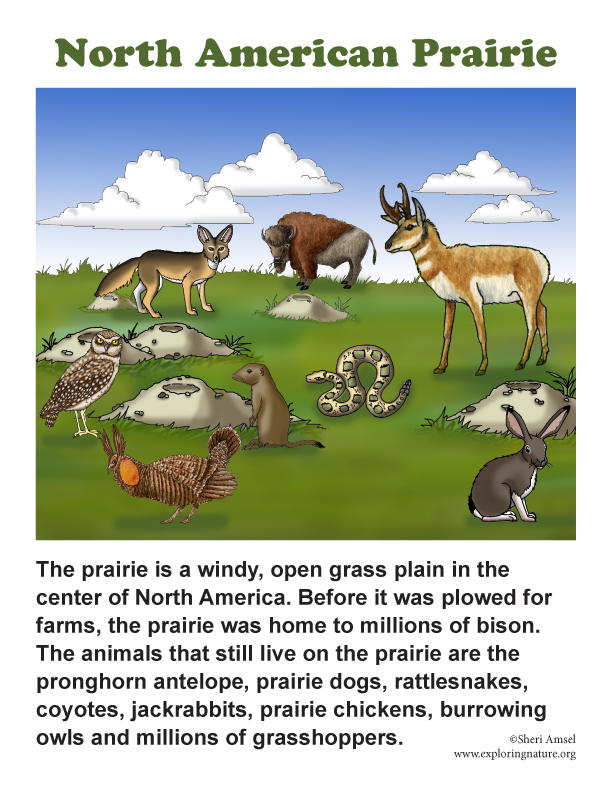 North American Prairie North American Prairie