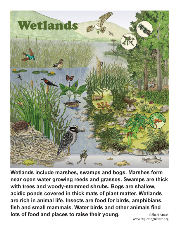 Marshes, Swamps and Bogs Marshes, Swamps and Bogs