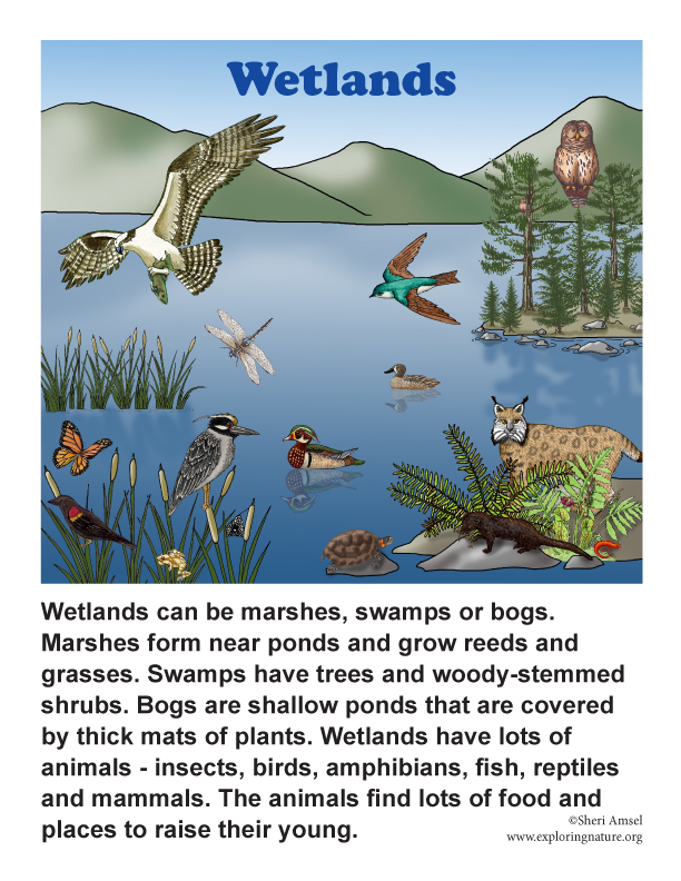 Marshes, Swamps and Bogs Marshes, Swamps and Bogs