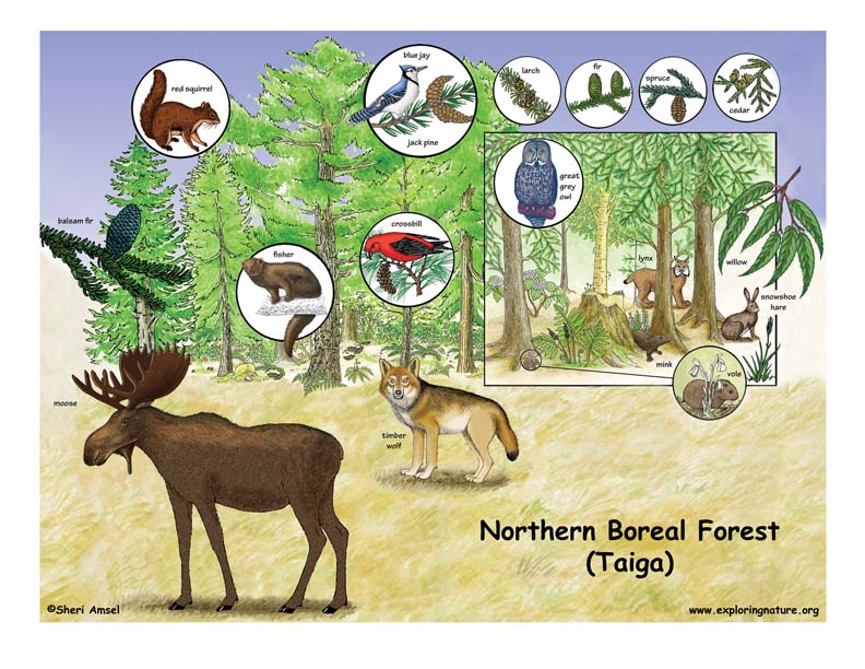 Plants of the Boreal Forest