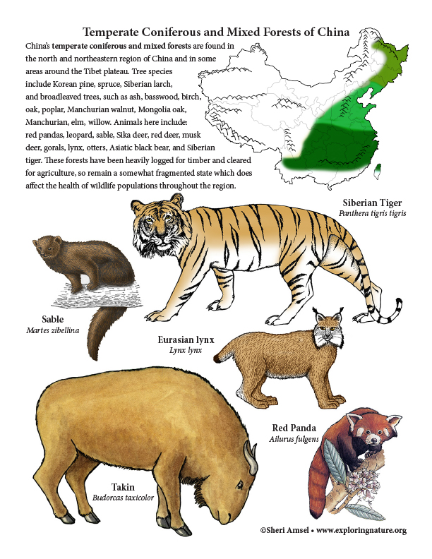 China - Habitats, Animals and Activities China - Habitats, Animals and Activities