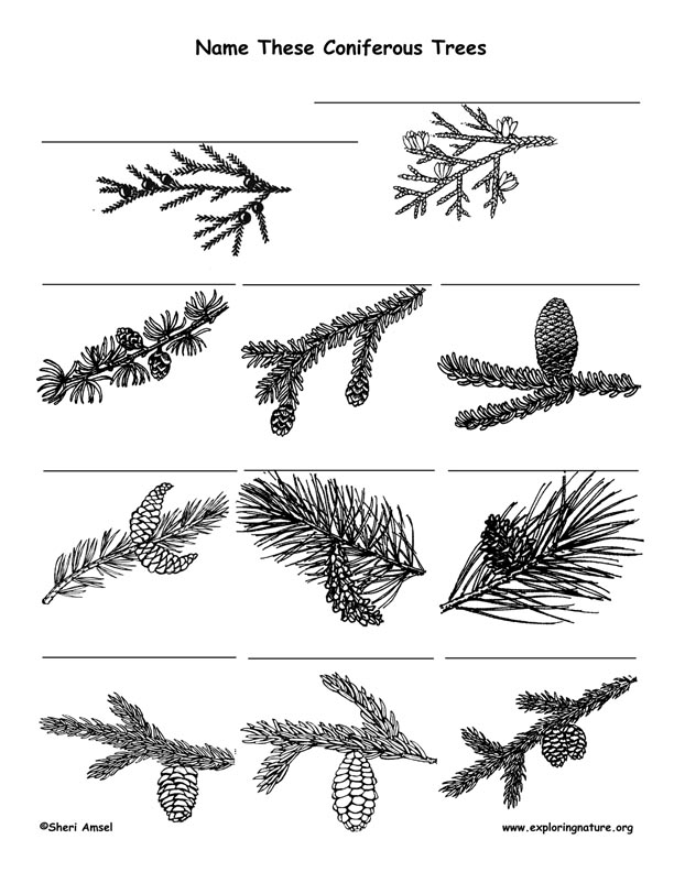 Conifer Identification Chart