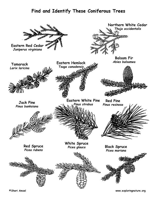 Conifer Identification Chart