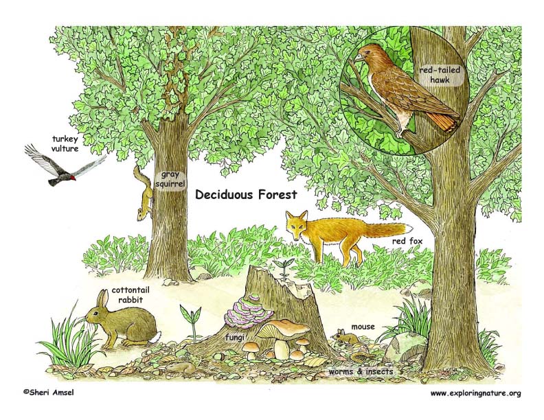 What is a deciduous tree?